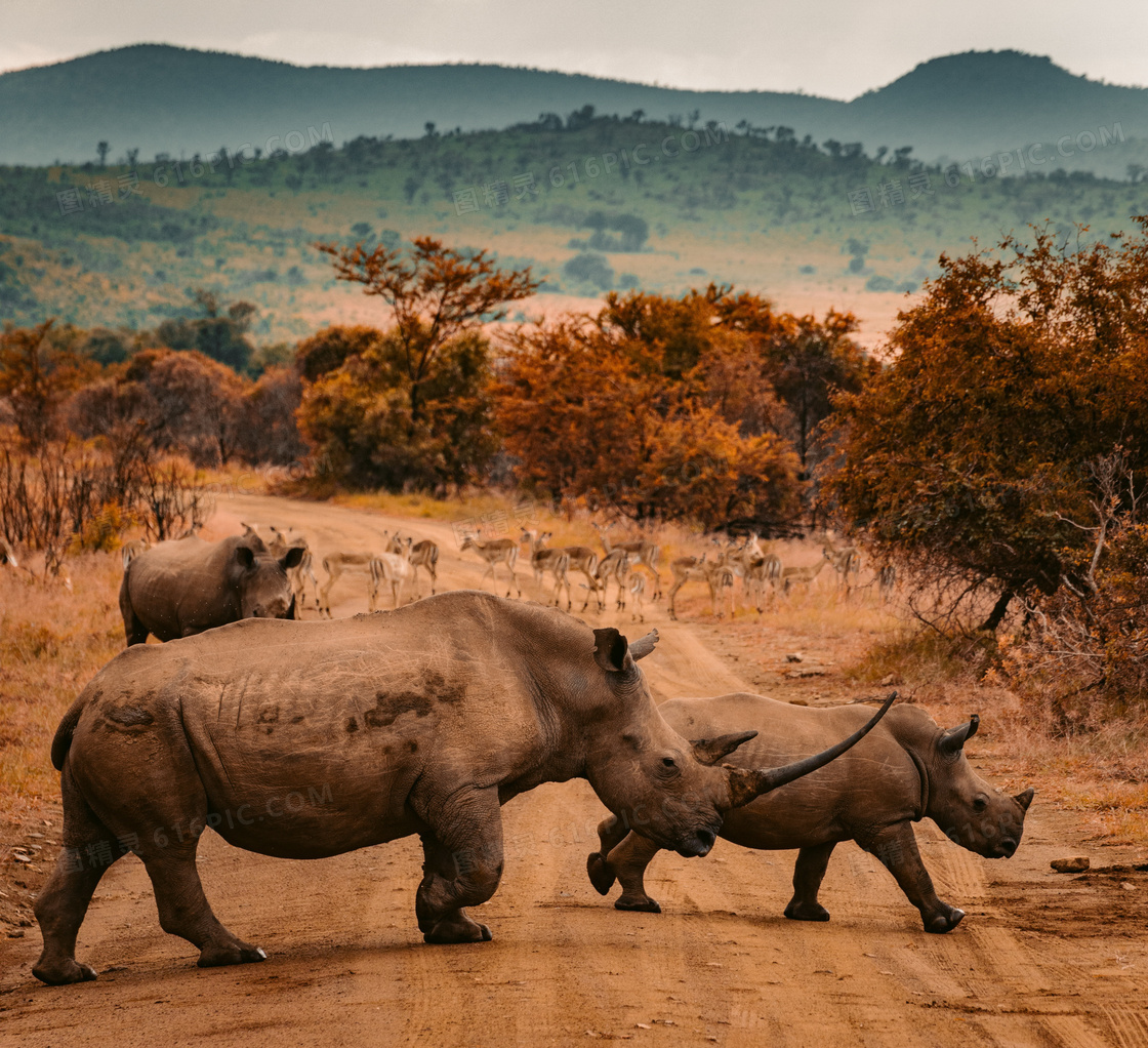 Rhinos on the brink | ShareAmerica