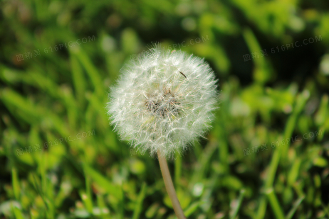 白色蒲公英花摄影图片