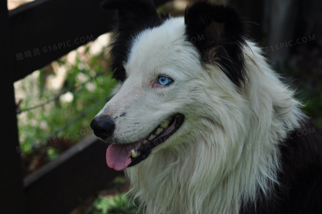 牧羊犬头部特写图片