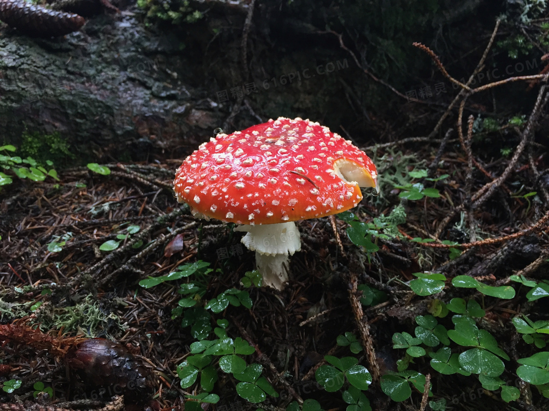 雨后毒蘑菇图片