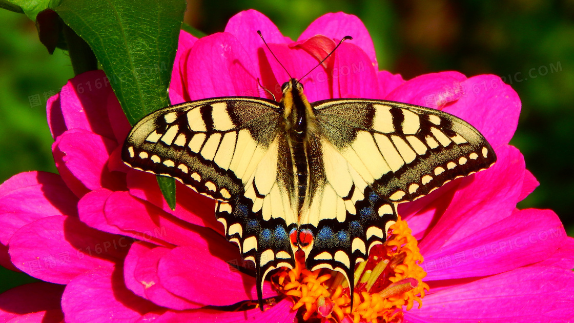 花朵上的燕尾蝶图片