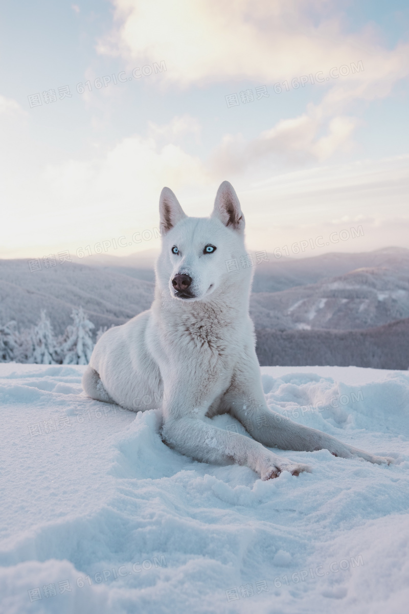帅气哈士奇狗狗图片