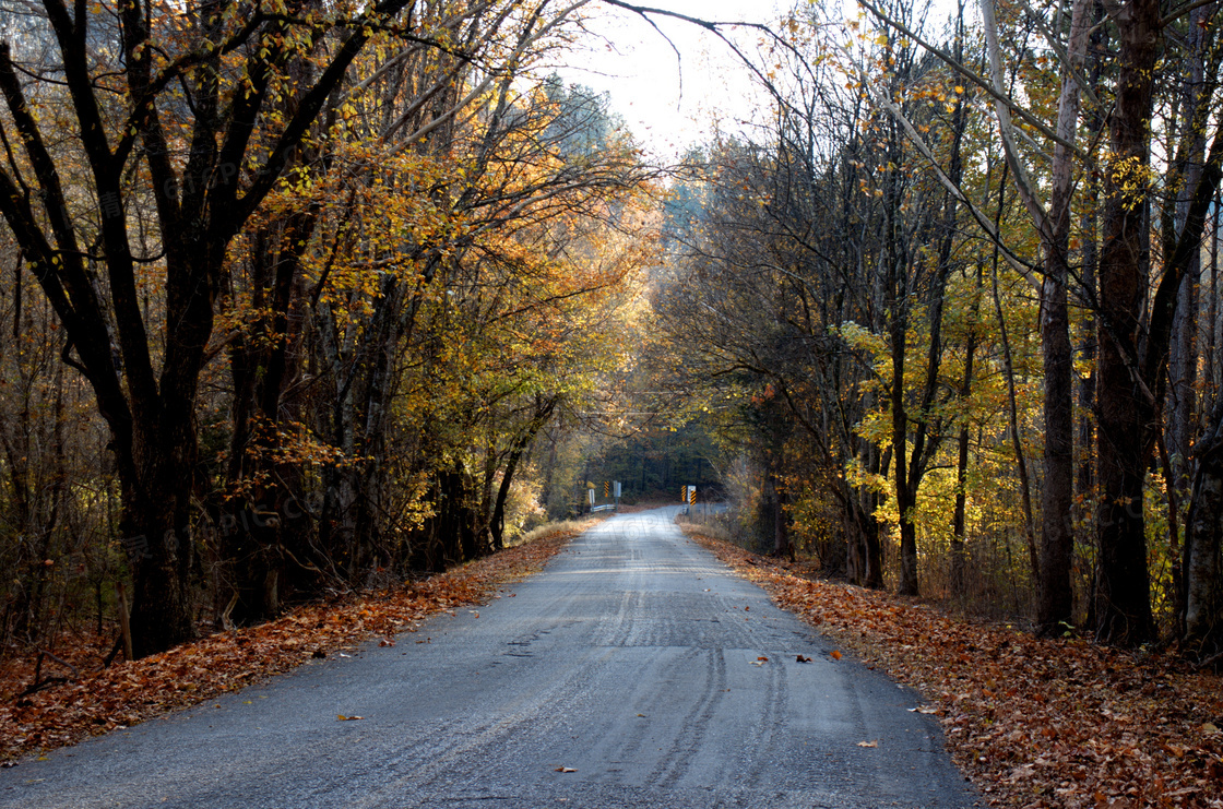 秋季森林公路景观图片