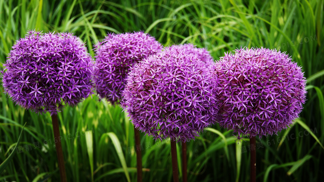 紫色观赏洋葱花图片