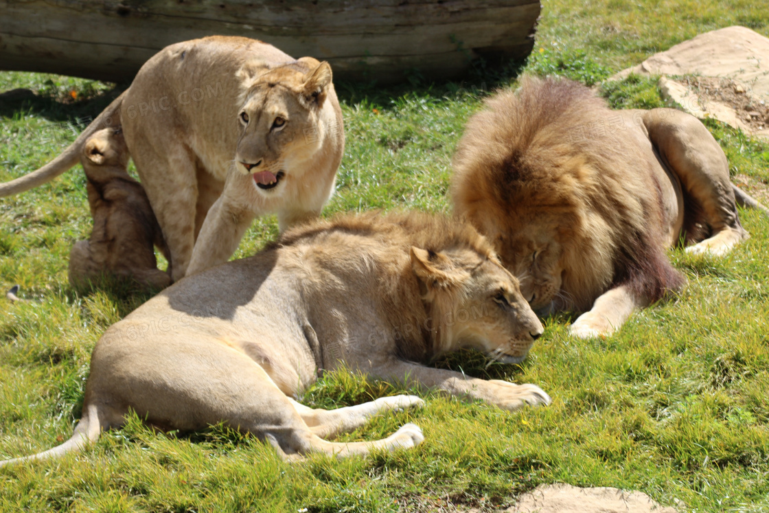 动物园狮子观赏图片