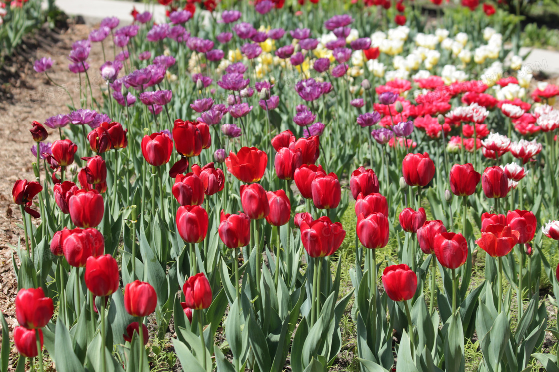 公园郁金香花图片