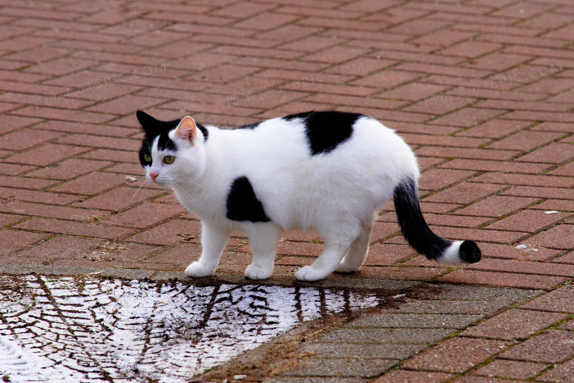 黑白相间狸花猫图片