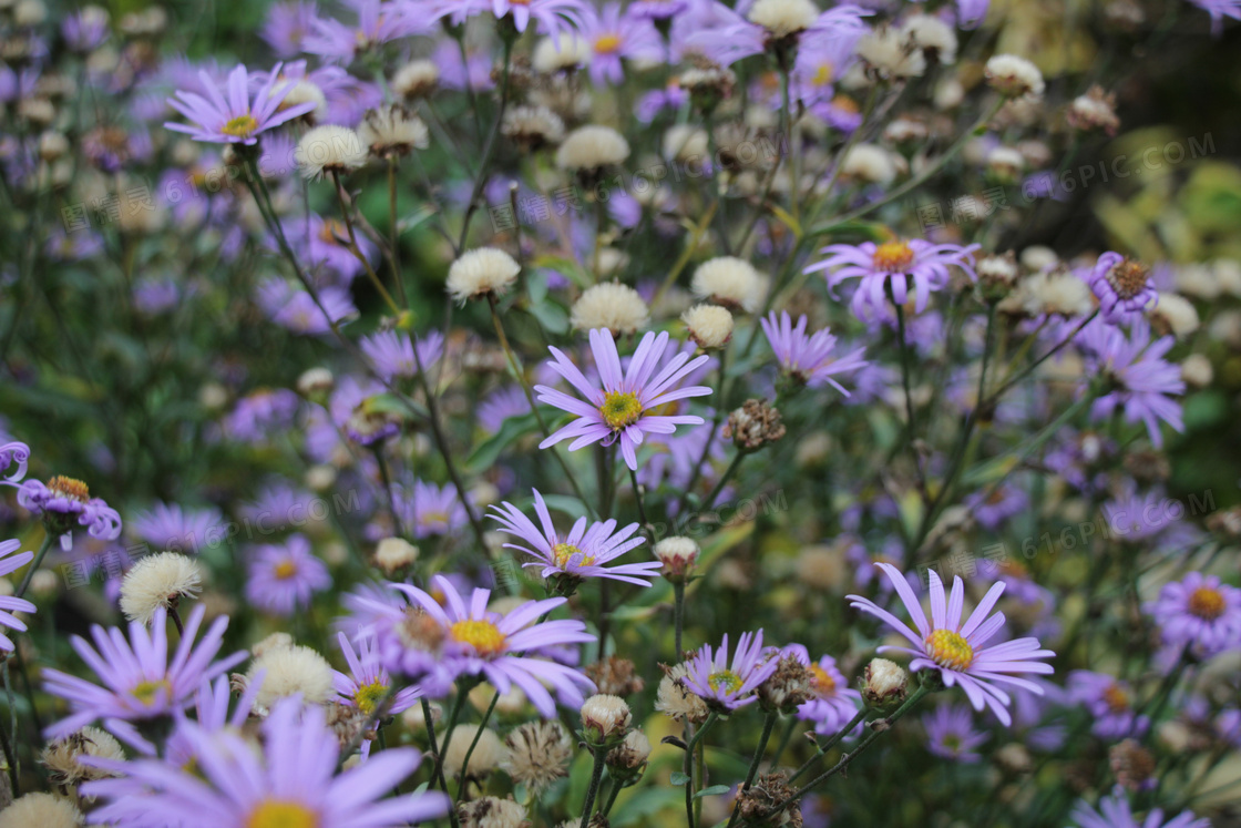 紫色野菊花摄影图片