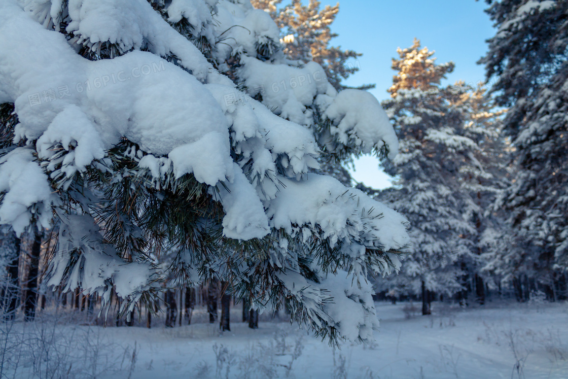 冬季森林雪松雪景图片
