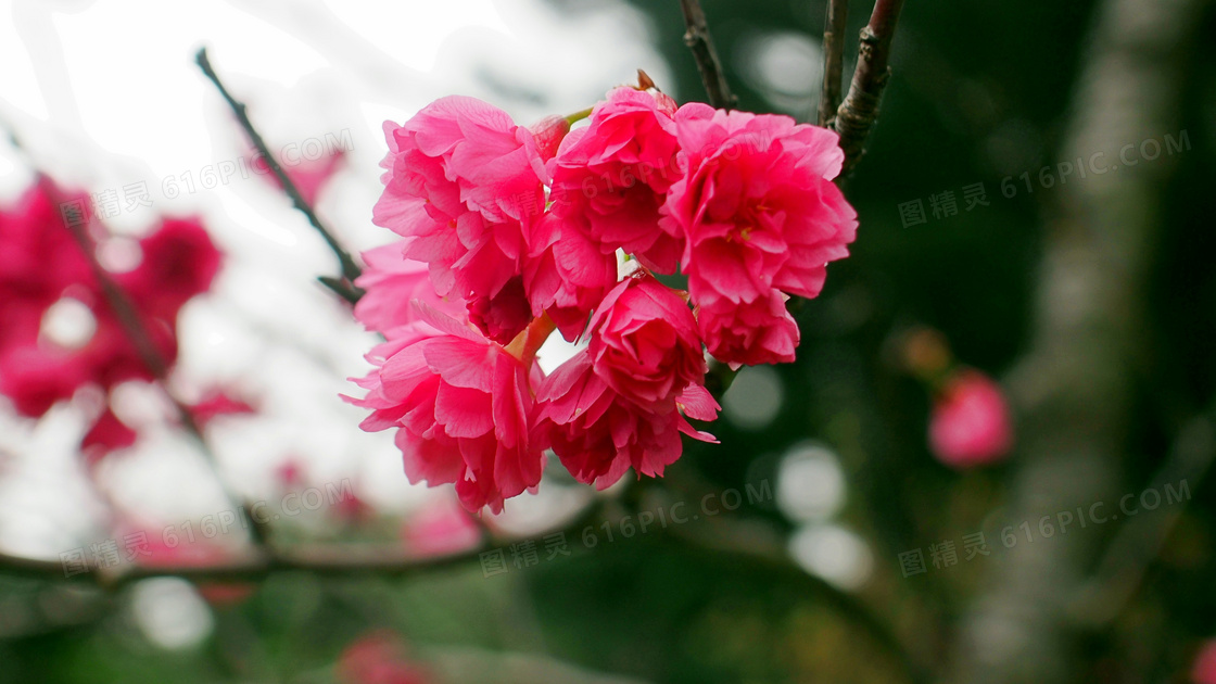 紅色櫻花唯美圖片