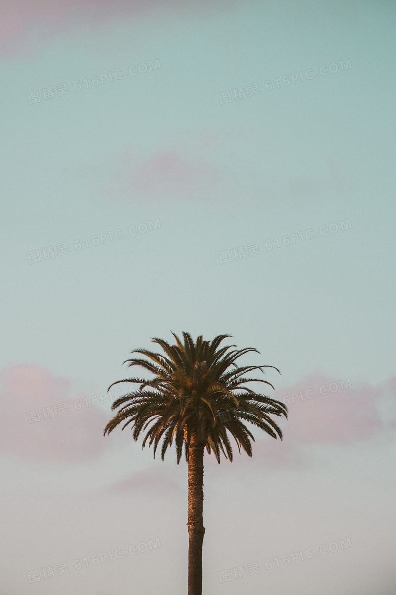 一棵椰子树特写图片