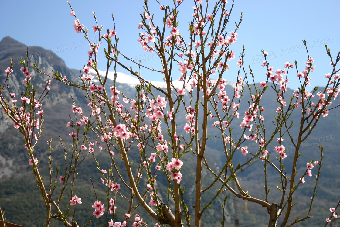 春天开满枝头桃花图片