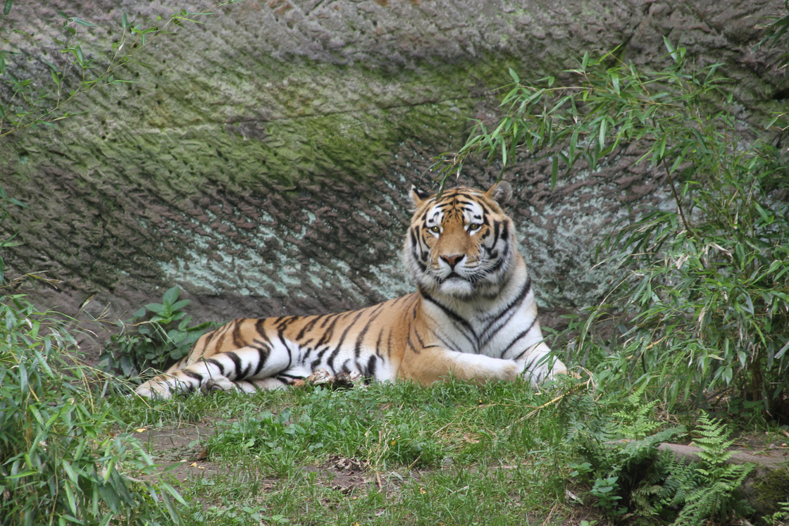 動物園呆萌老虎圖片