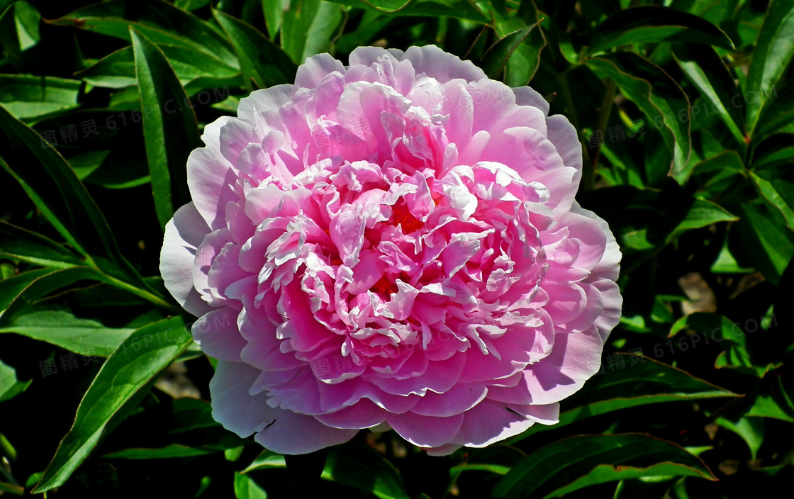 粉色牡丹花朵图片