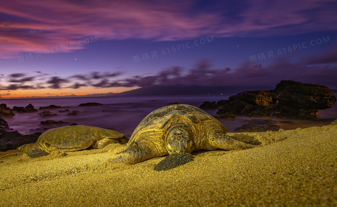 黄昏下沙滩海龟图片