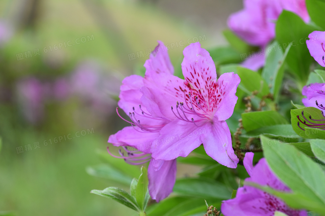 粉红杜鹃花图片