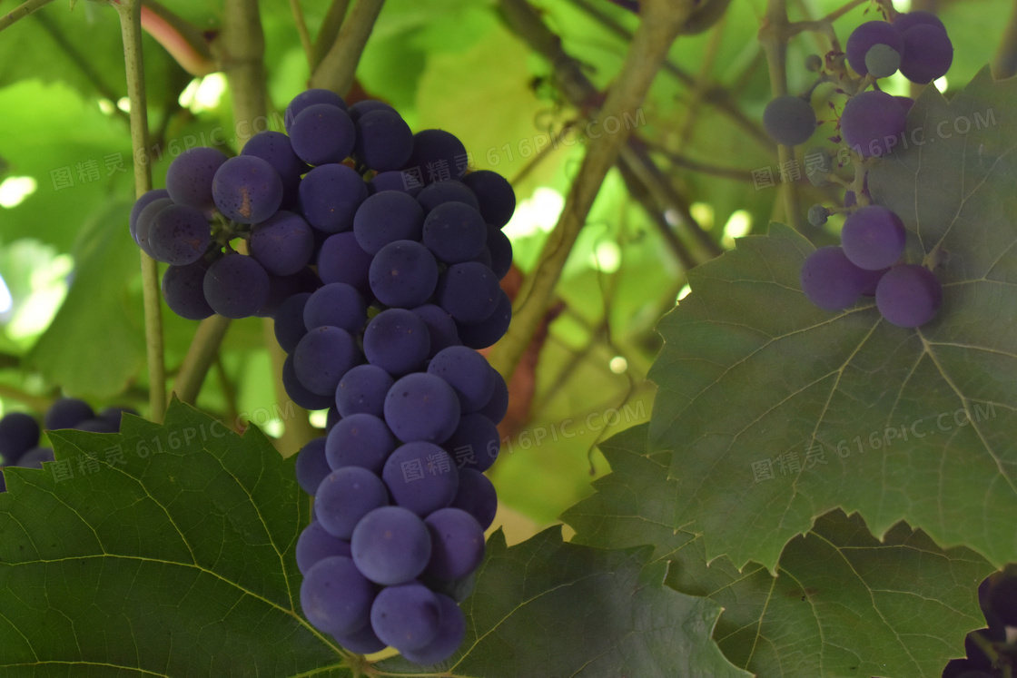 葡萄园紫色葡萄串图片