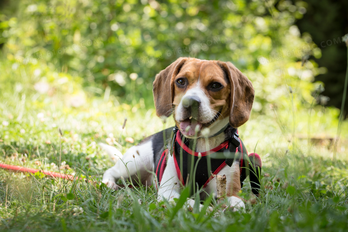 啃骨頭的比格犬圖片