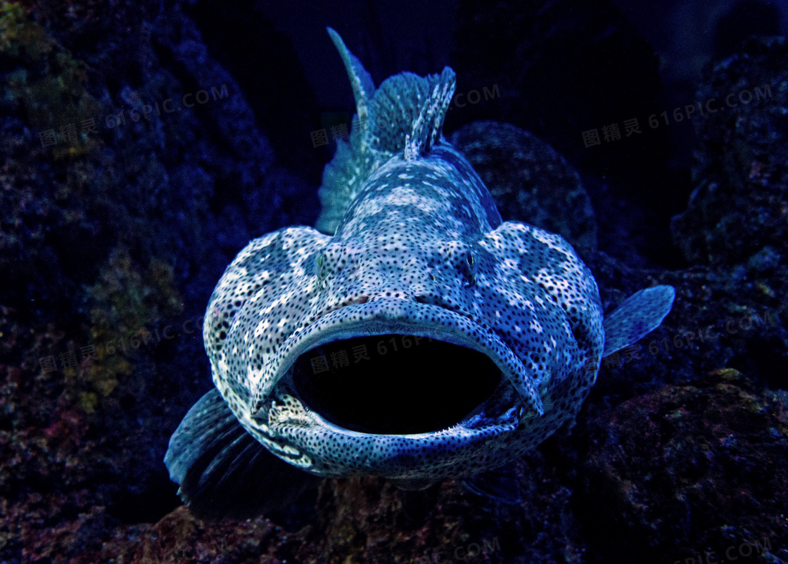 深海蓝色大嘴鱼图片