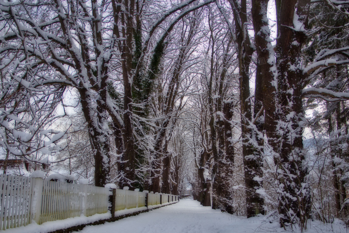 冬季枯树雪景图片