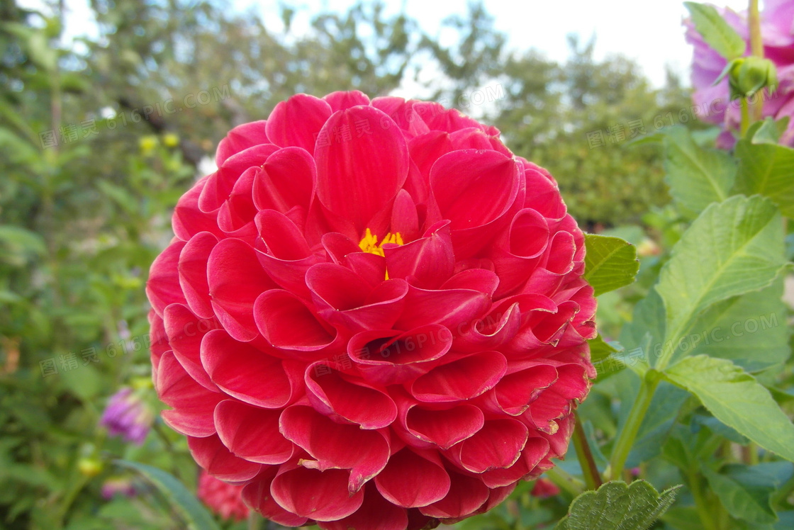 美丽红色大丽花图片