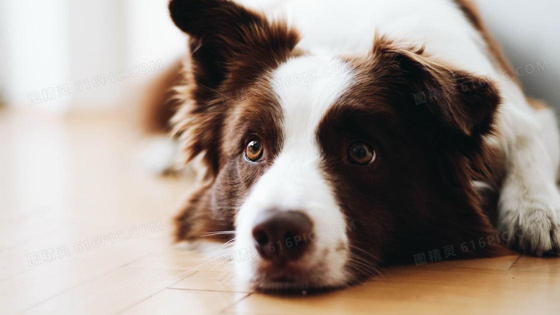 可愛邊牧犬圖片