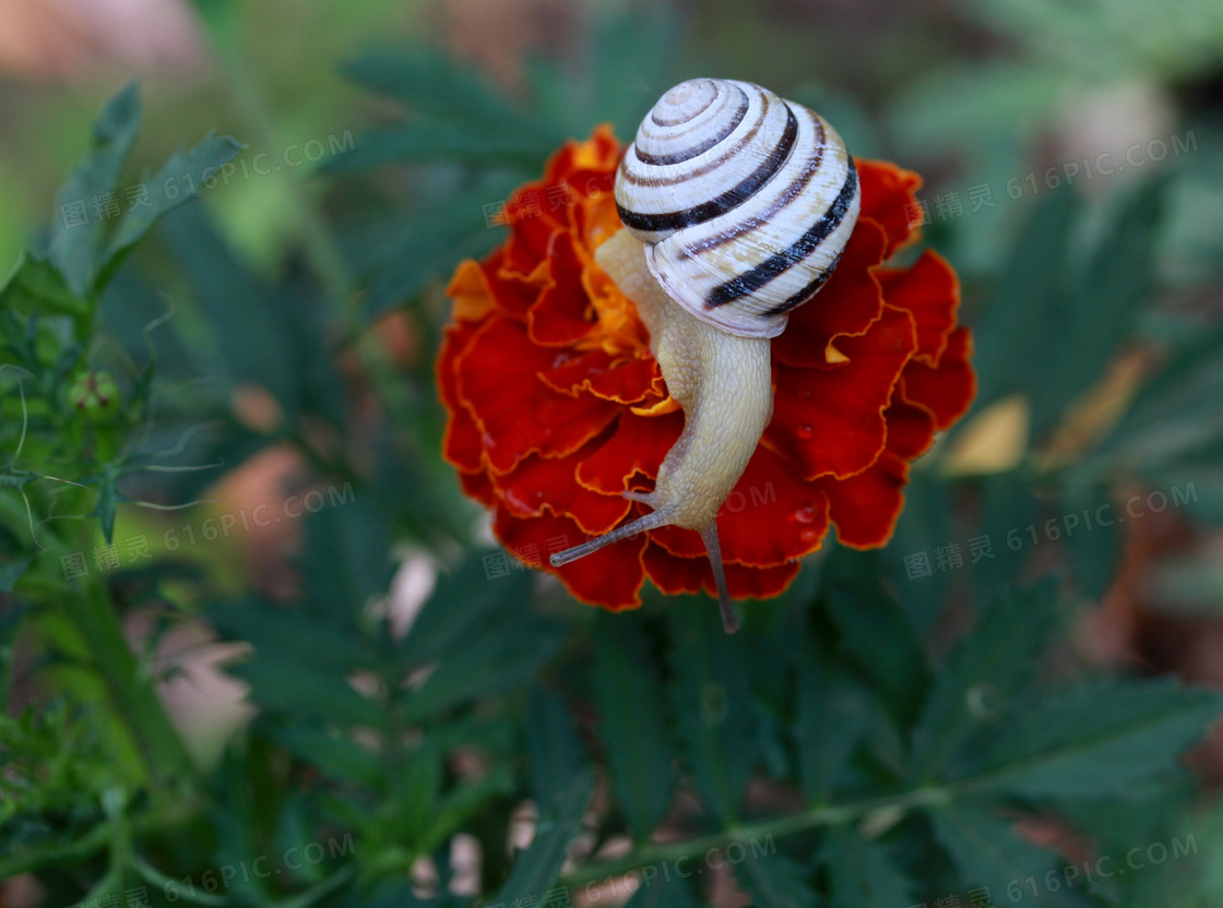 花朵上的小蜗牛图片