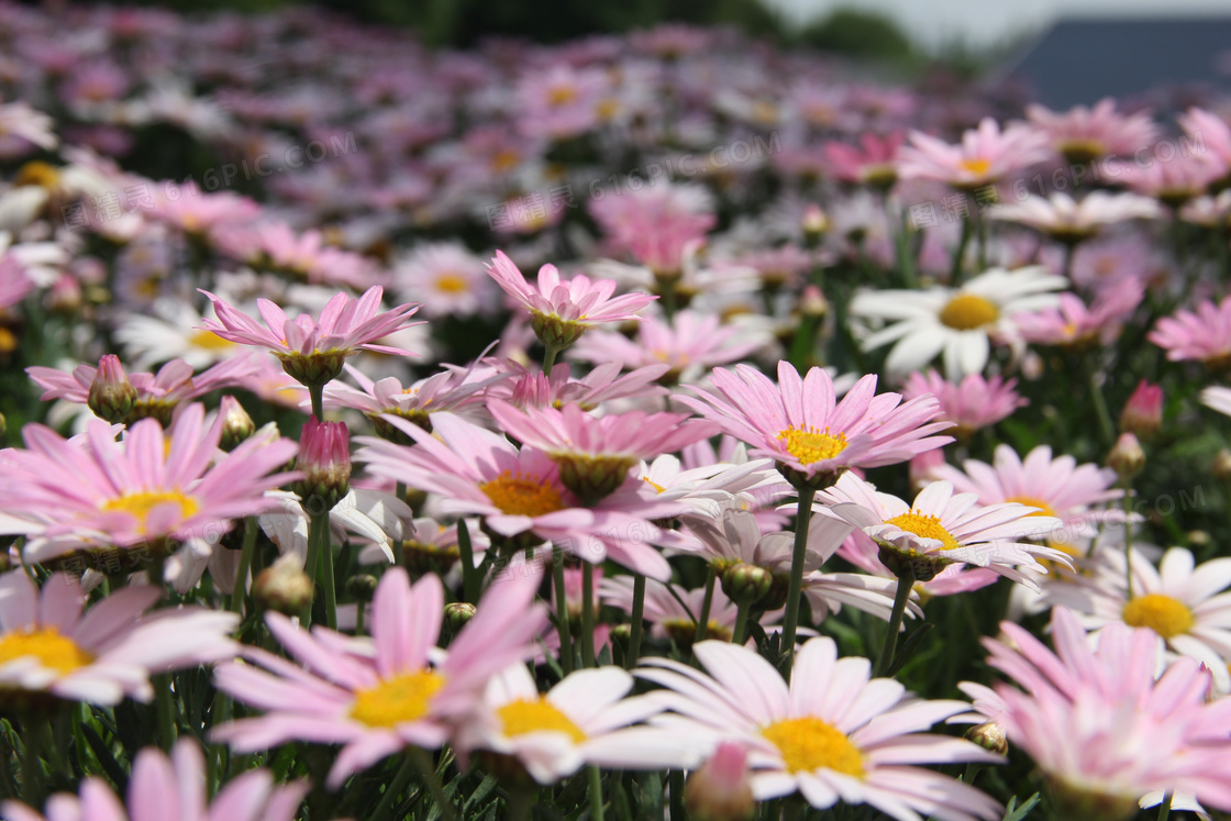 公园粉色菊花绽放图片