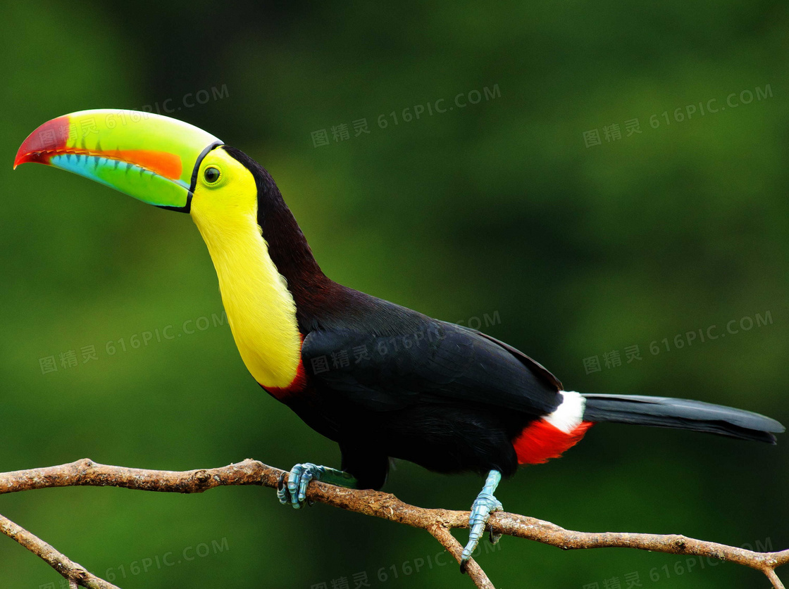 热带大嘴鸟图片