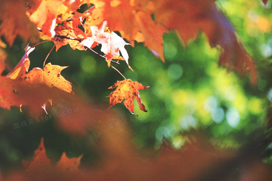 秋天红色枫叶图片欣赏