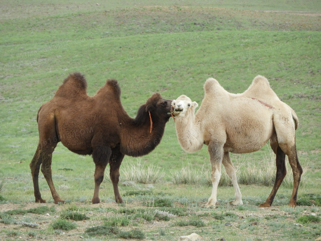 【沙漠骆驼摄影图片】风光摄影_太平洋电脑网摄影部落