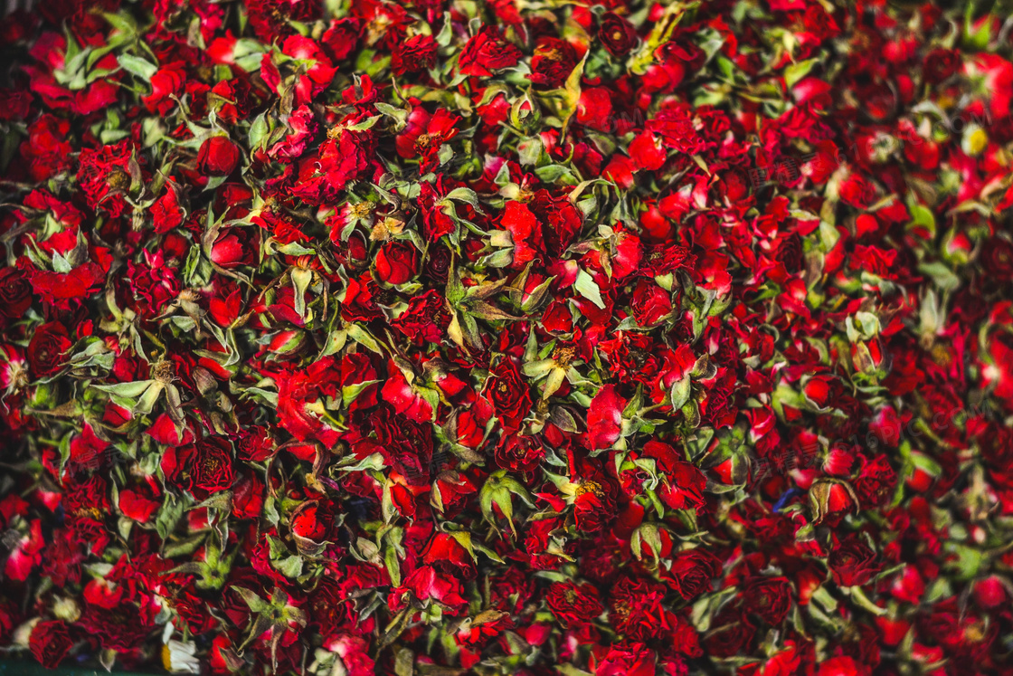 红色康乃馨花背景图片
