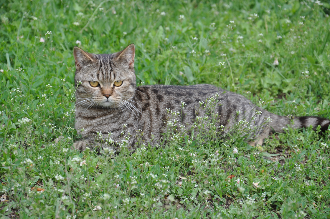 草地上休息的小猫图片