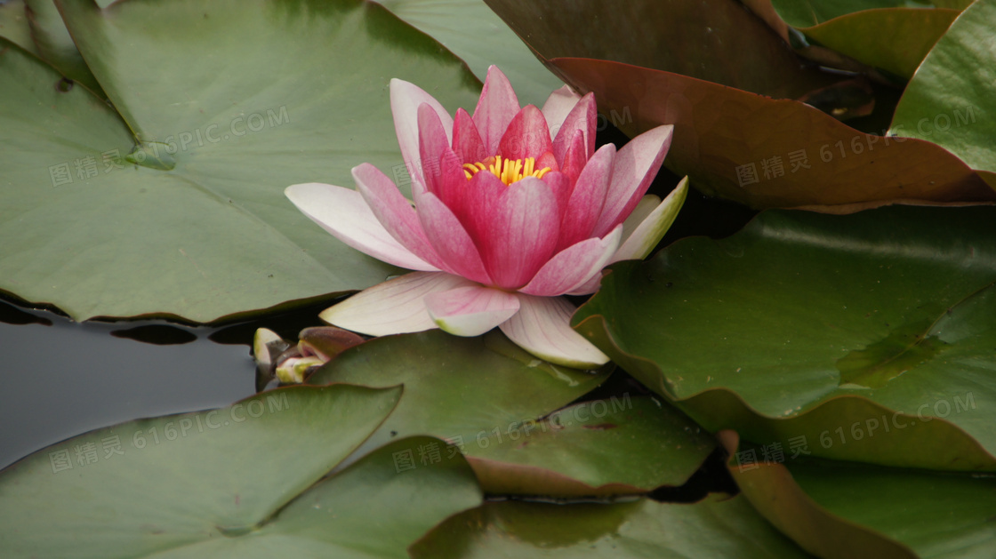 池塘睡莲花朵图片