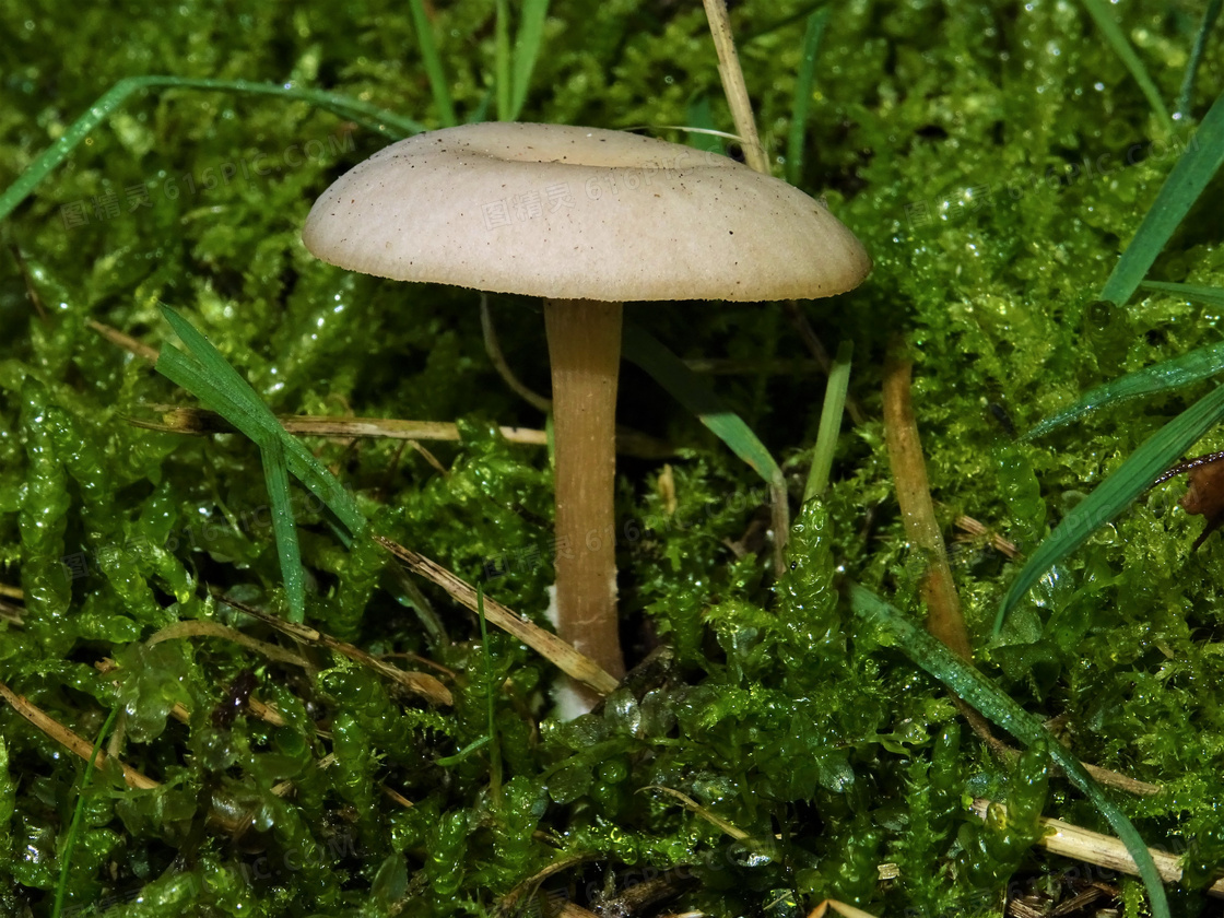 白蘑菇 蘑菇 秋季 - Pixabay上的免费照片 - Pixabay