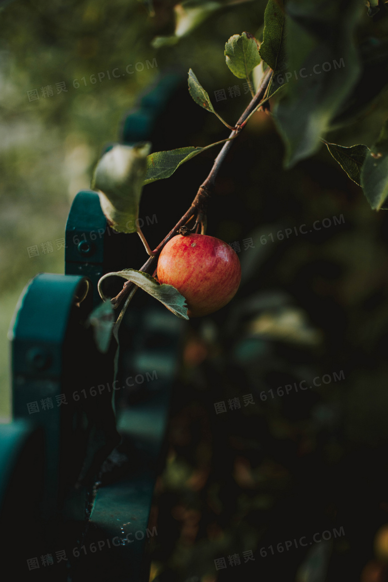 一个挂在树上的苹果图片