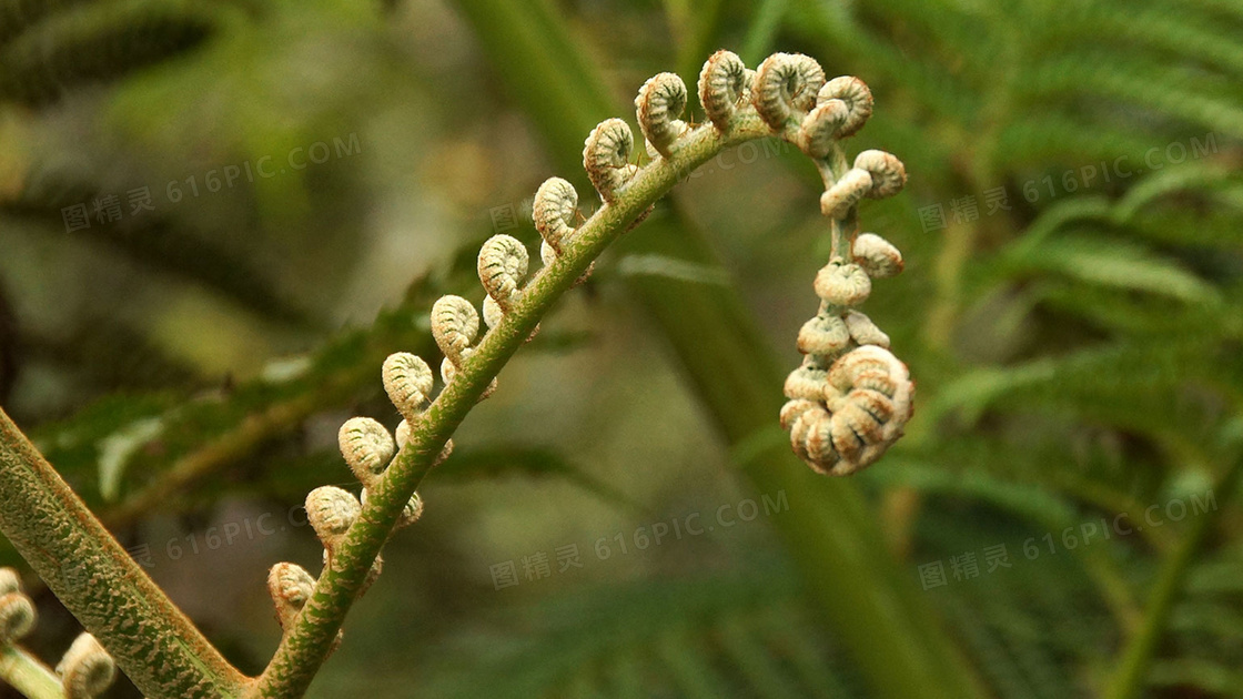 蕨类植物特写图片