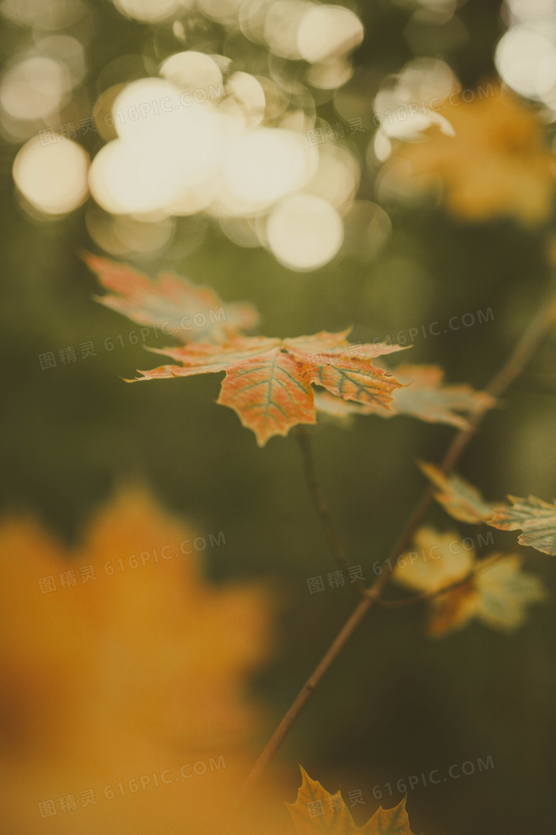 秋天非主流枫叶图片 秋天非主流枫叶图片大全