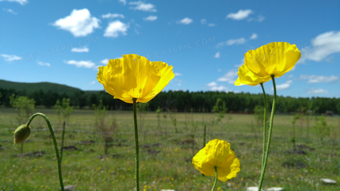 蓝天下黄色罂粟花图片