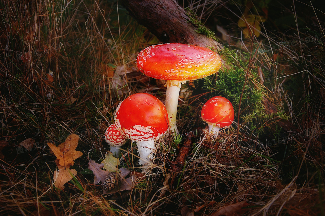 森林飞木耳蘑菇图片