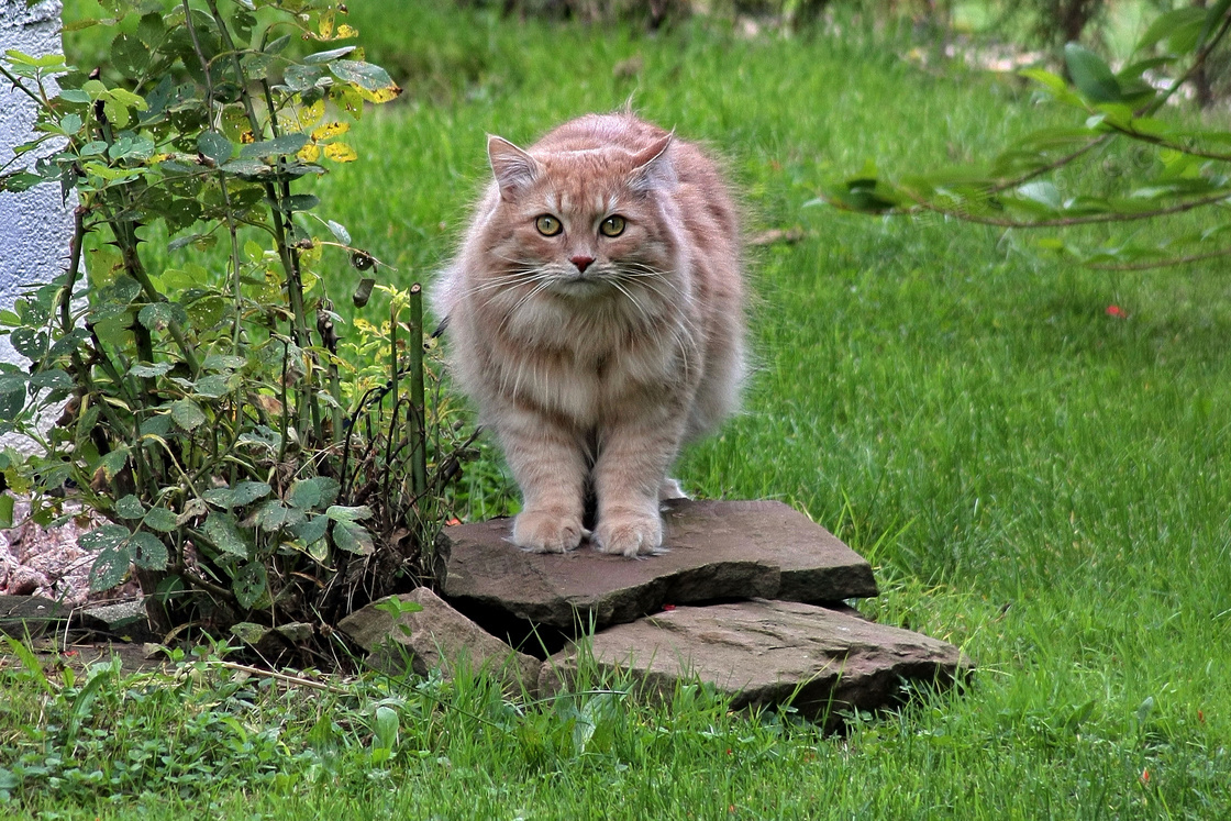 森林猫野猫图片