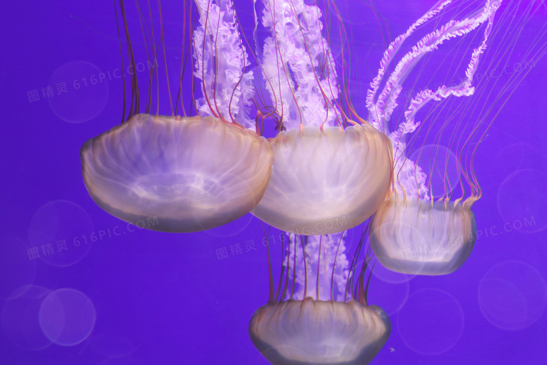 海洋水母高清图片