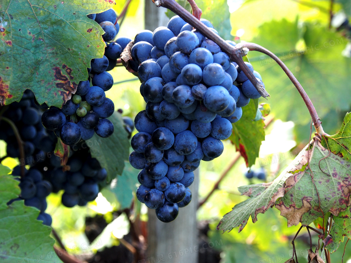 葡萄 蓝色的 葡萄栽培 - Pixabay上的免费照片 - Pixabay