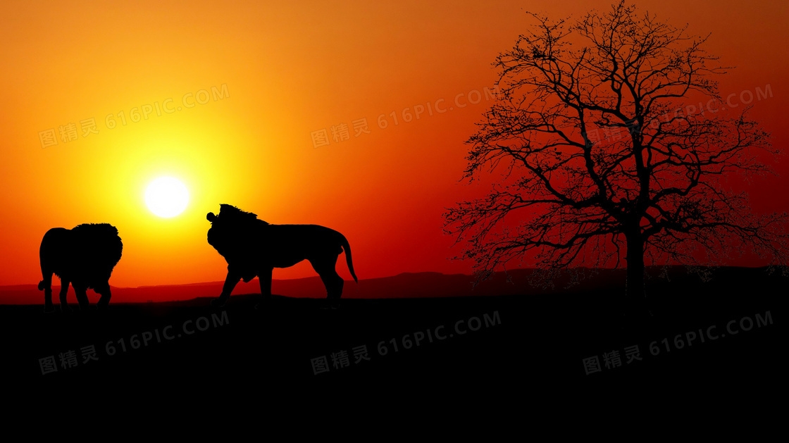 日落狮子树木剪影图片