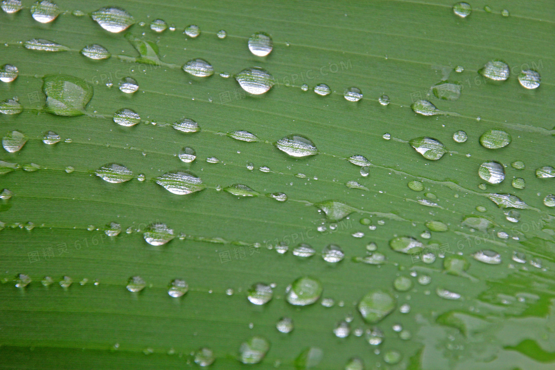 绿叶上透明水滴图片