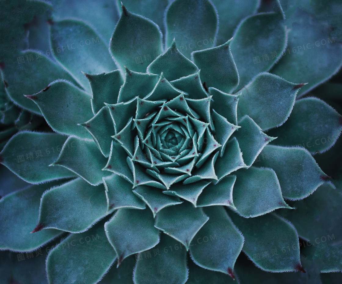 莲花掌多肉植物特写图片