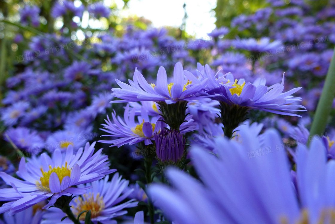 紫色菊花高清摄影图片