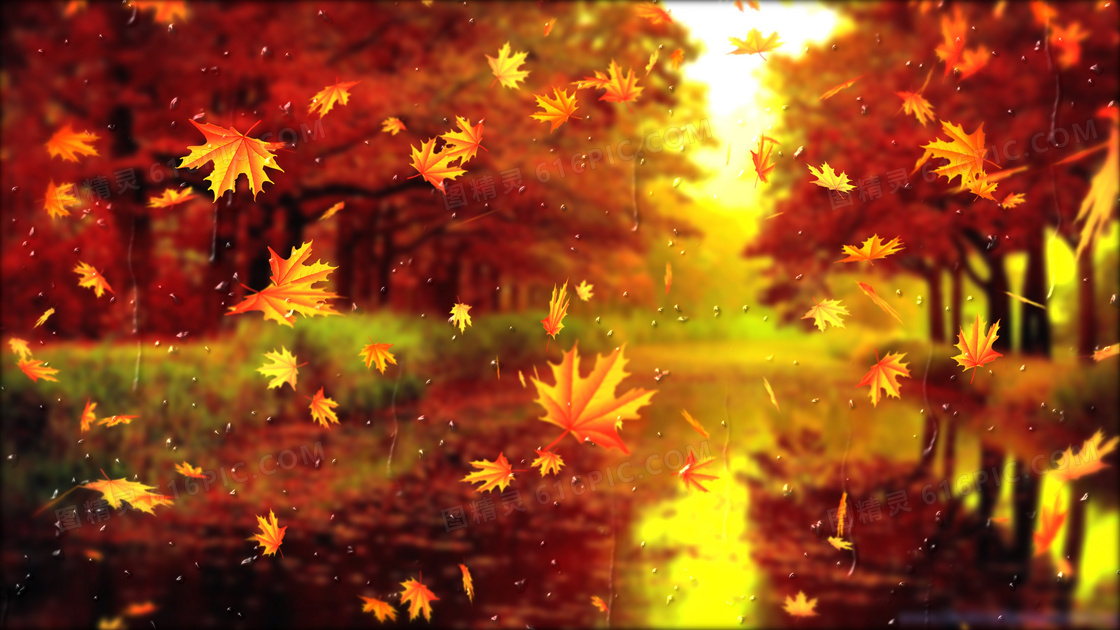 秋季落叶唯美风景图片