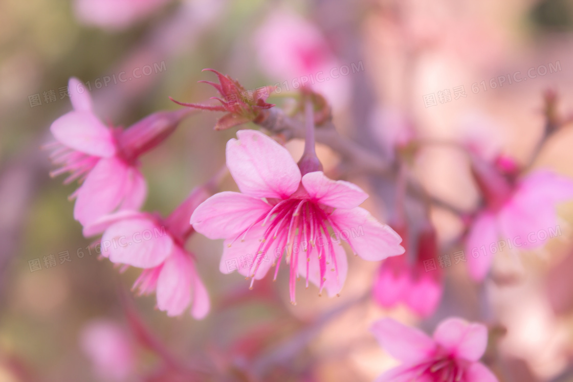 粉色桃花盛开唯美图片