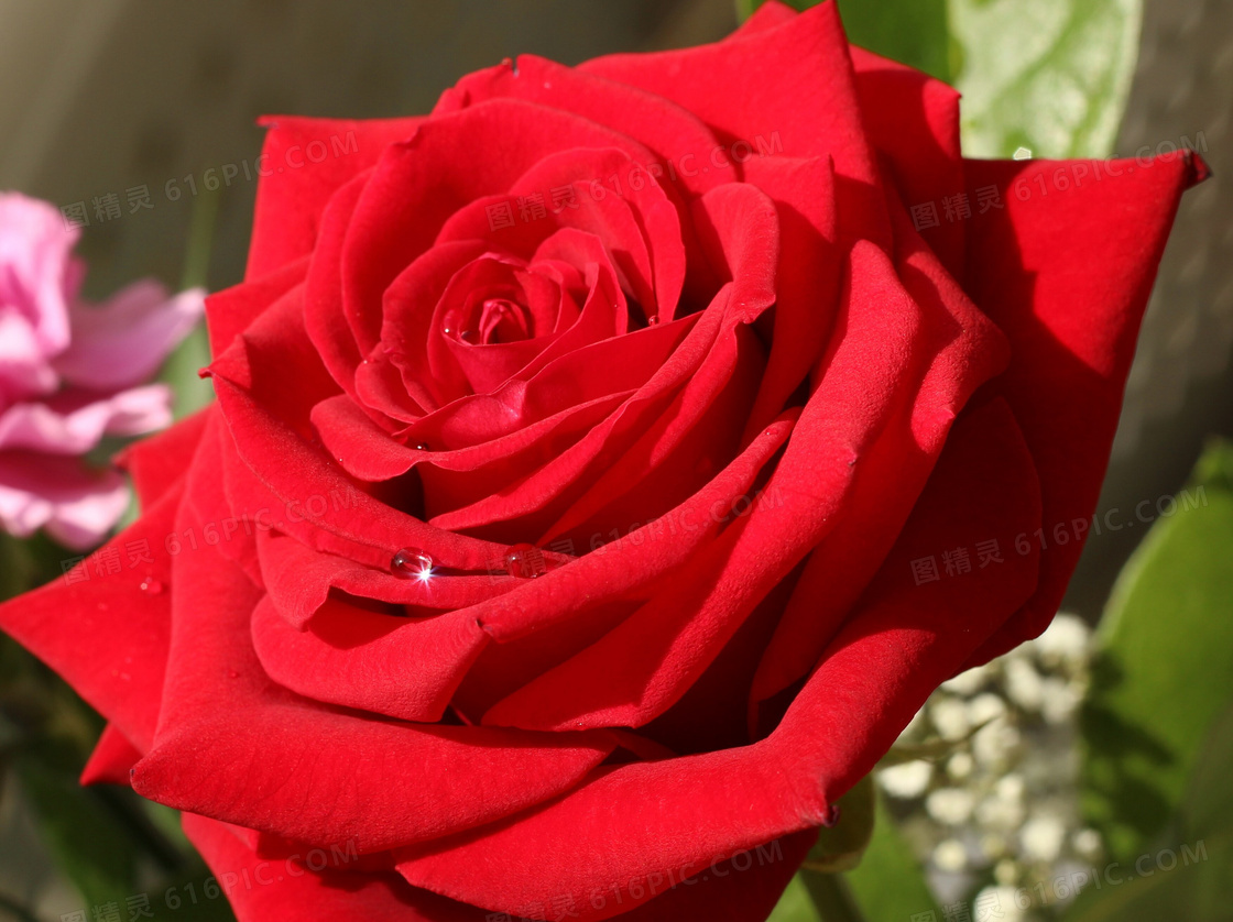 高清红玫瑰花朵图片